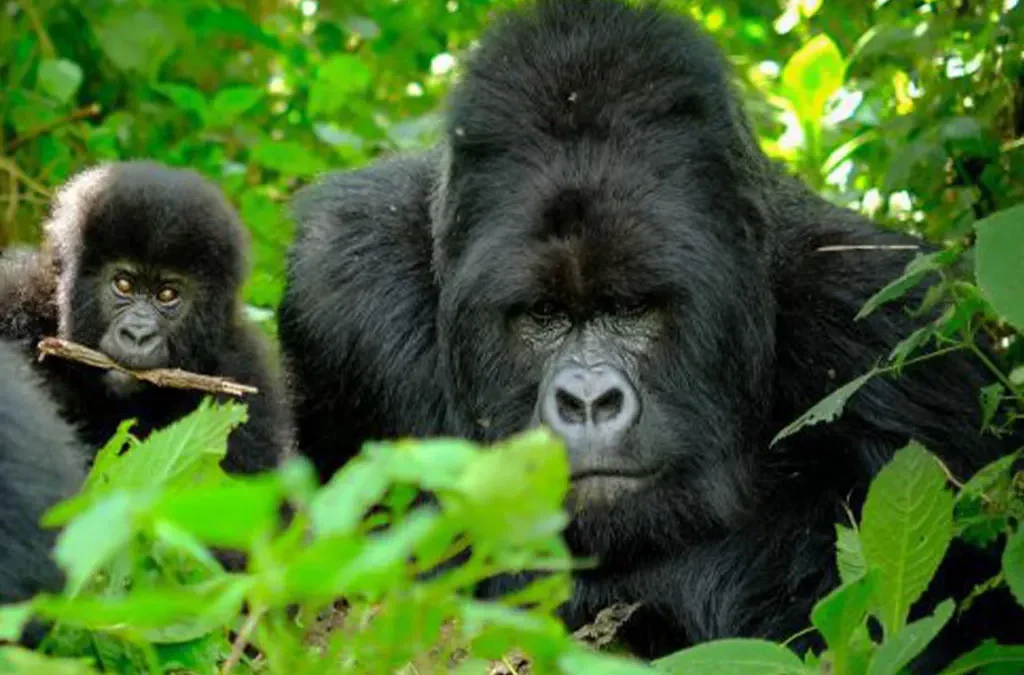 6 Days Rwanda Gorilla & Nyungwe Safari