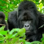6 Days Rwanda Gorilla & Nyungwe Safari
