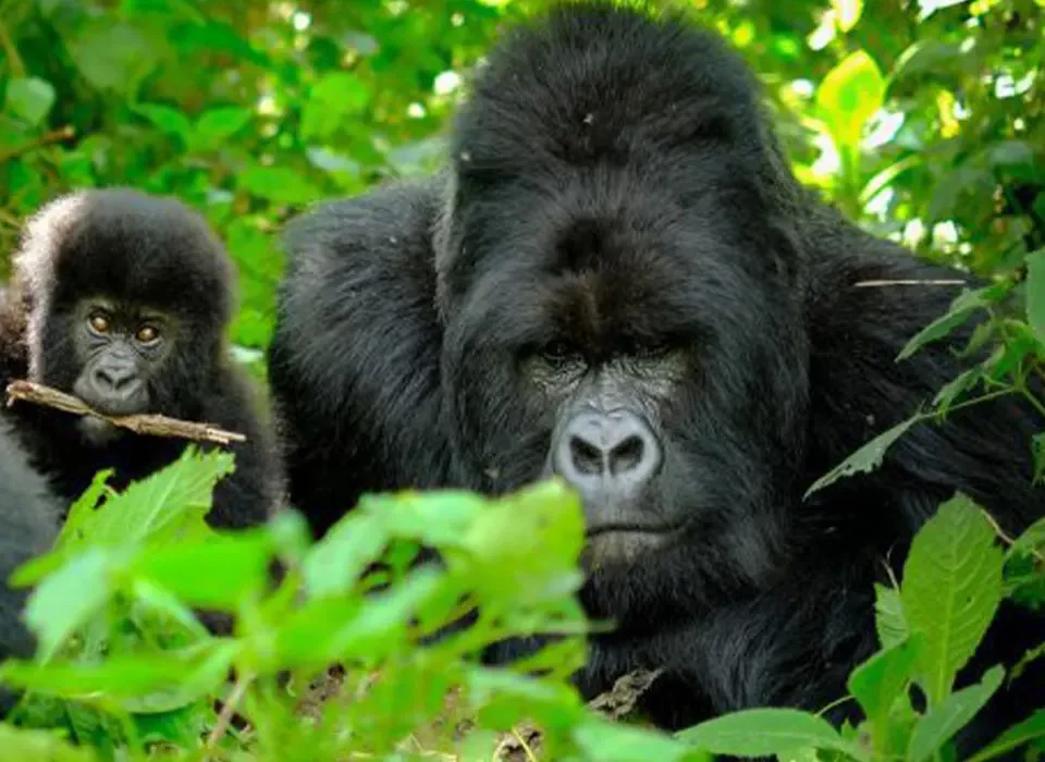 6 Days Rwanda Gorilla & Nyungwe Safari