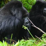 Discover the biggest threats to gorillas, including habitat loss, poaching, disease, climate change, and human-wildlife conflict across Africa.
