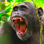 Uganda Primate Safaris
