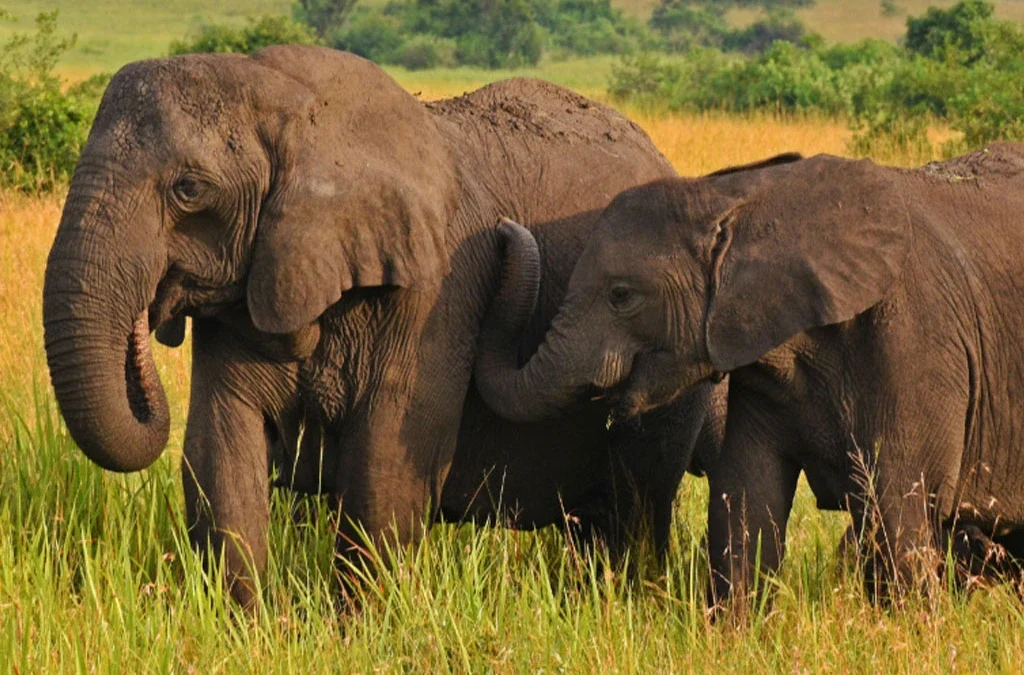 The Secret Lives of Uganda’s Elephants