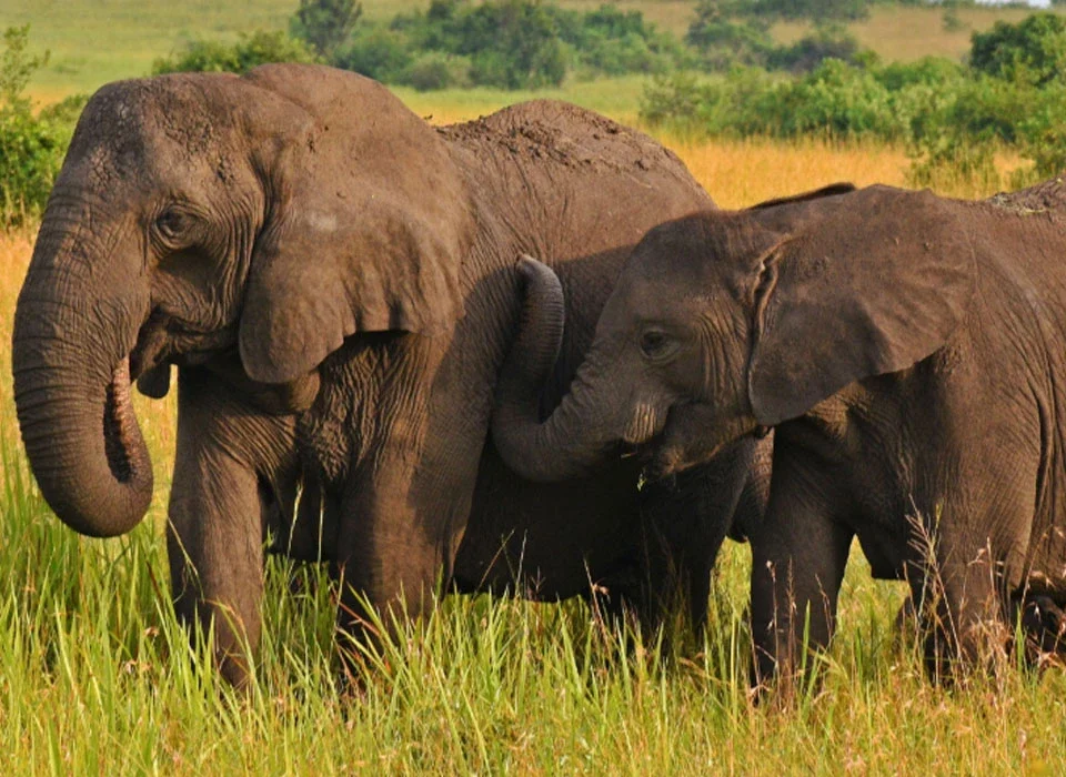 The Secret Lives of Uganda’s Elephants