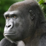Western and Eastern Lowland Gorillas: Key Differences, Habitat and Trekking