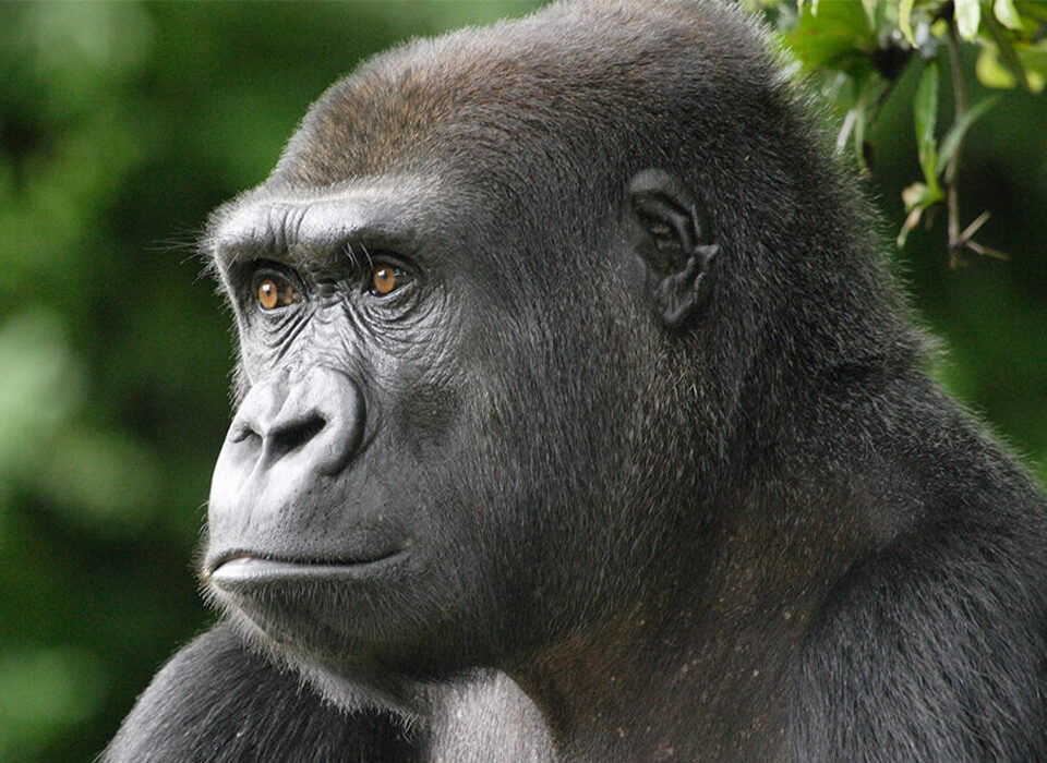 Western and Eastern Lowland Gorillas: Key Differences, Habitat and Trekking