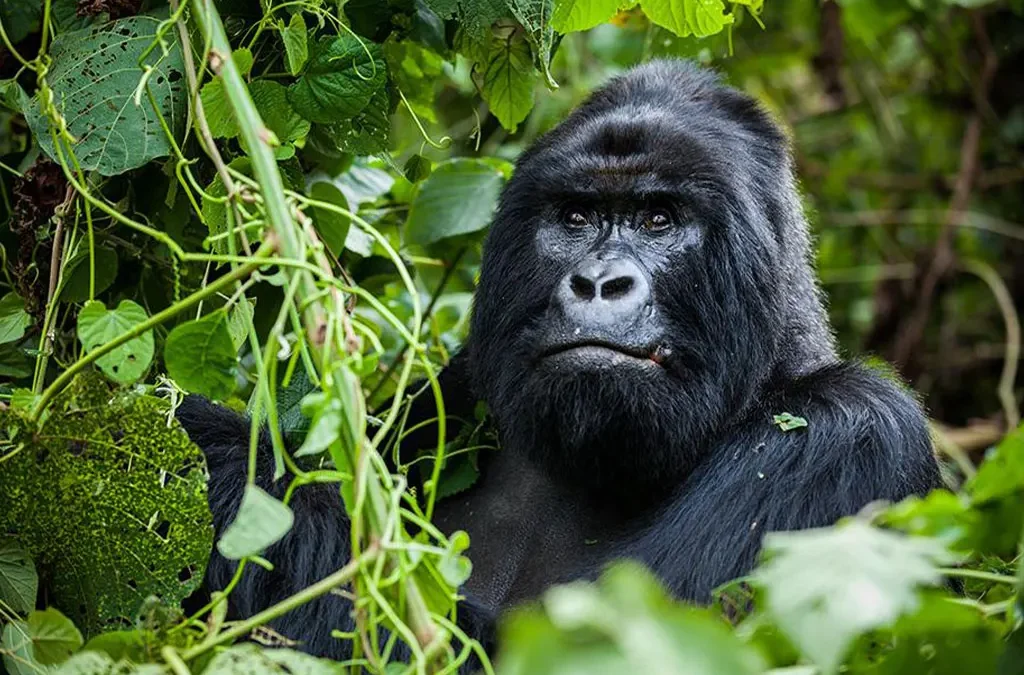 What Are 5 Facts About Gorillas?