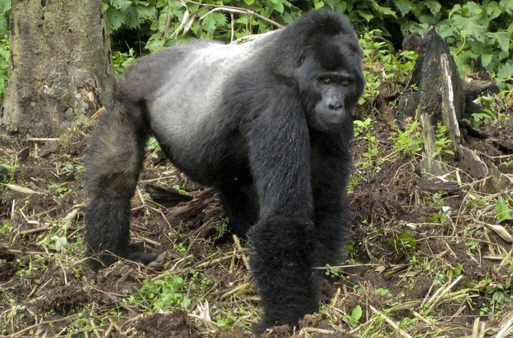 Why Don’t Gorillas Eat Meat?