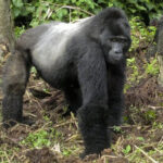 Why Don’t Gorillas Eat Meat?