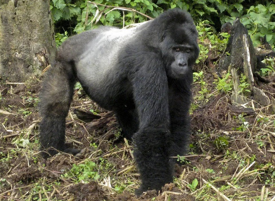 Why Don’t Gorillas Eat Meat?
