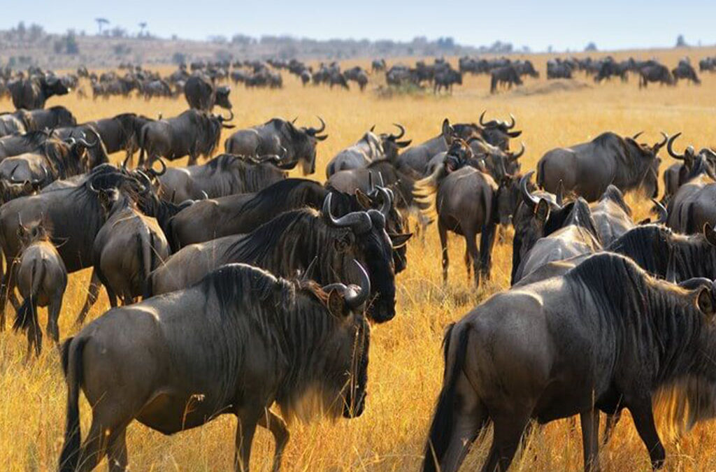 Where to See the Wildebeest Migration