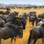 Where to See the Wildebeest Migration