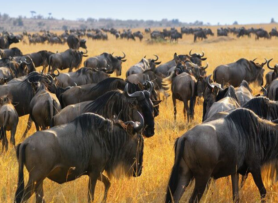 Where to See the Wildebeest Migration