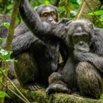 Unique Features of Kibale National Park