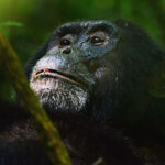 Best 7 Things to Do on a Uganda Safari