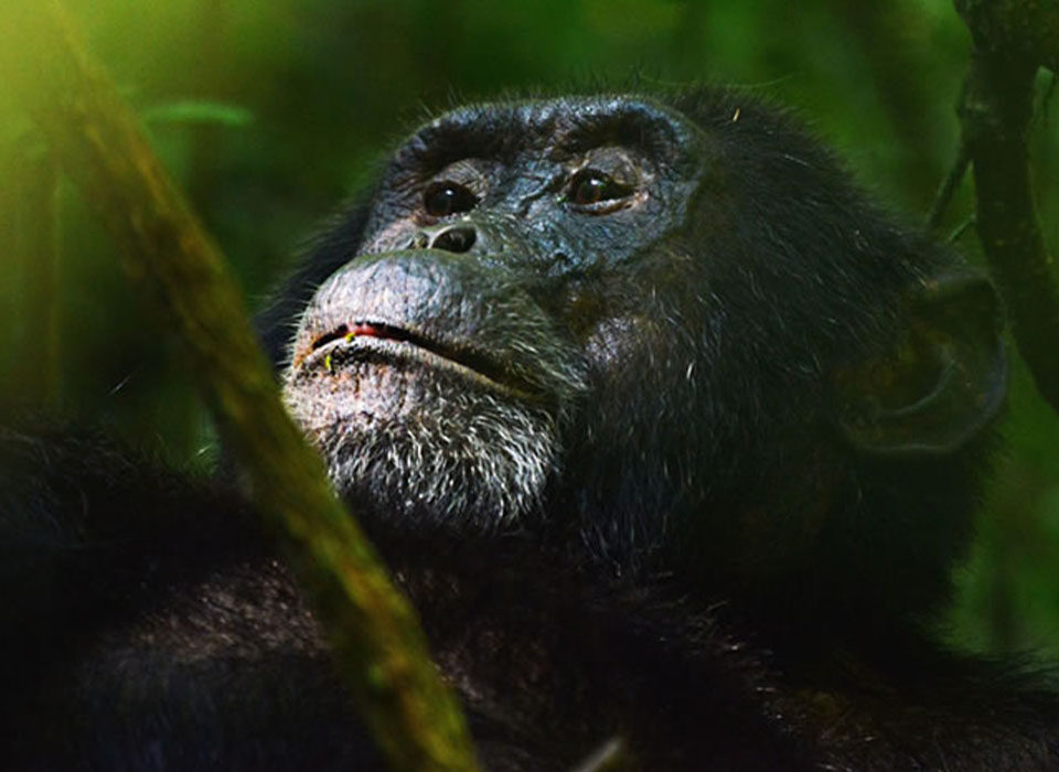 Best 7 Things to Do on a Uganda Safari