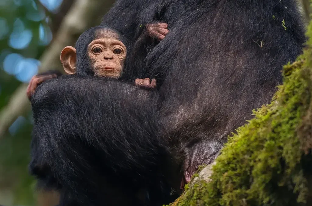 Adaptations of Chimpanzees in the Forest