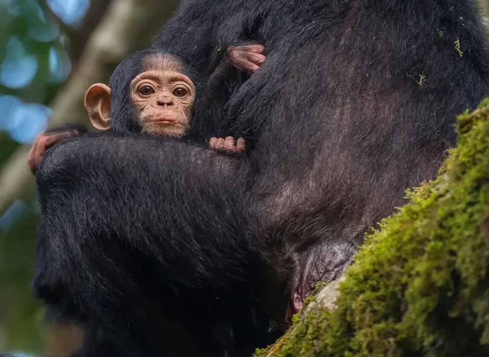 Adaptations of Chimpanzees in the Forest