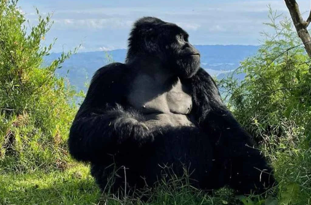 Unique Animals Found in Mgahinga Gorilla National Park