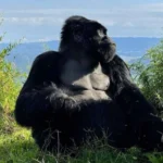 Unique Animals Found in Mgahinga Gorilla National Park