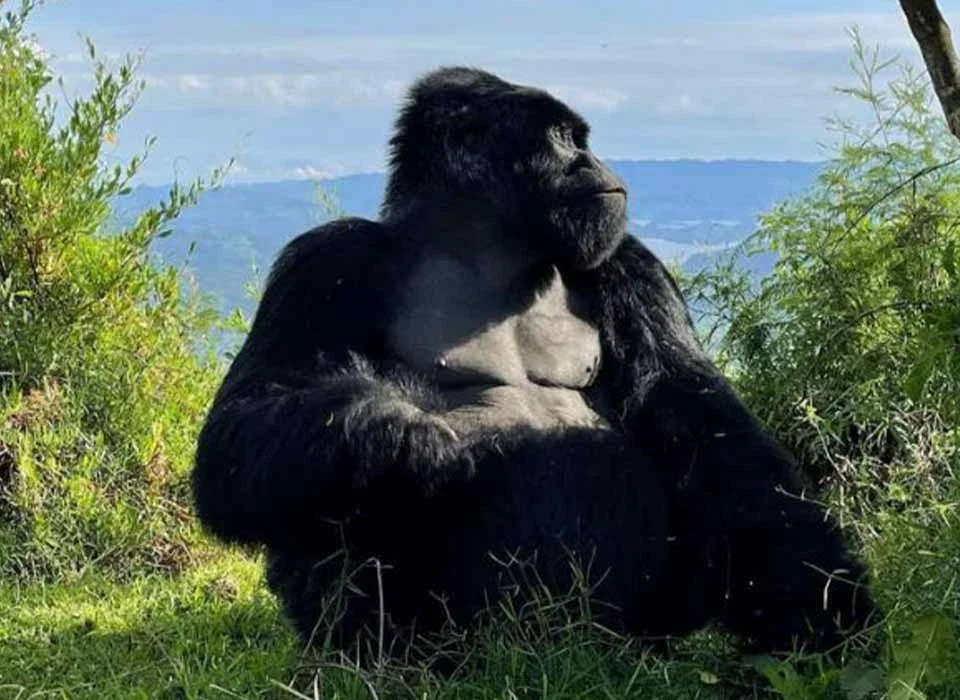 Unique Animals Found in Mgahinga Gorilla National Park