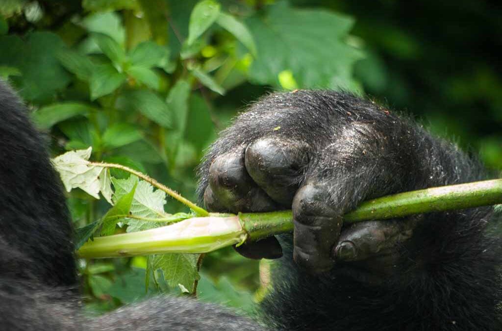 Are Gorillas Aggressive? Understanding Gorilla Behavior in the Wild