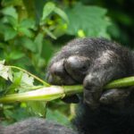 Are Gorillas Aggressive? Understanding Gorilla Behavior in the Wild