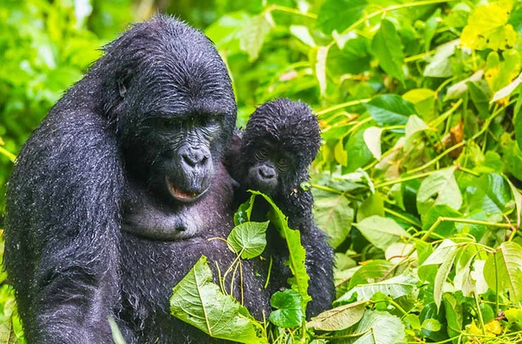Easiest Gorilla Trekking Sector in Bwindi for Older Travellers