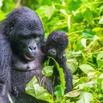 Easiest Gorilla Trekking Sector in Bwindi for Older Travellers
