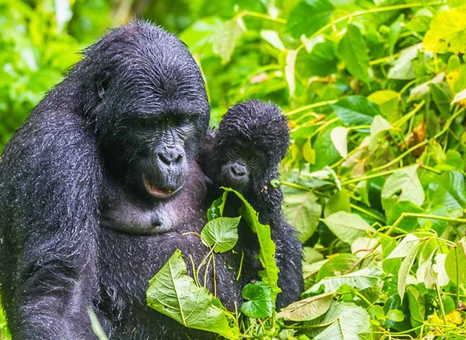 Easiest Gorilla Trekking Sector in Bwindi for Older Travellers