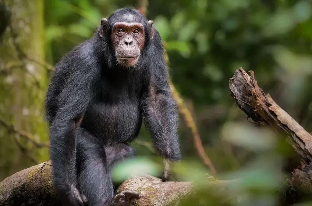 Are Chimpanzees Friendly to Humans?
