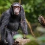 Are Chimpanzees Friendly to Humans?