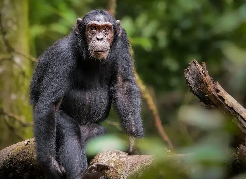 Are Chimpanzees Friendly to Humans?