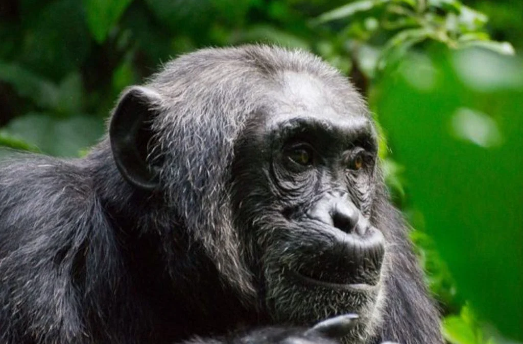 Chimpanzee Tracking Safaris in Kibale National Park