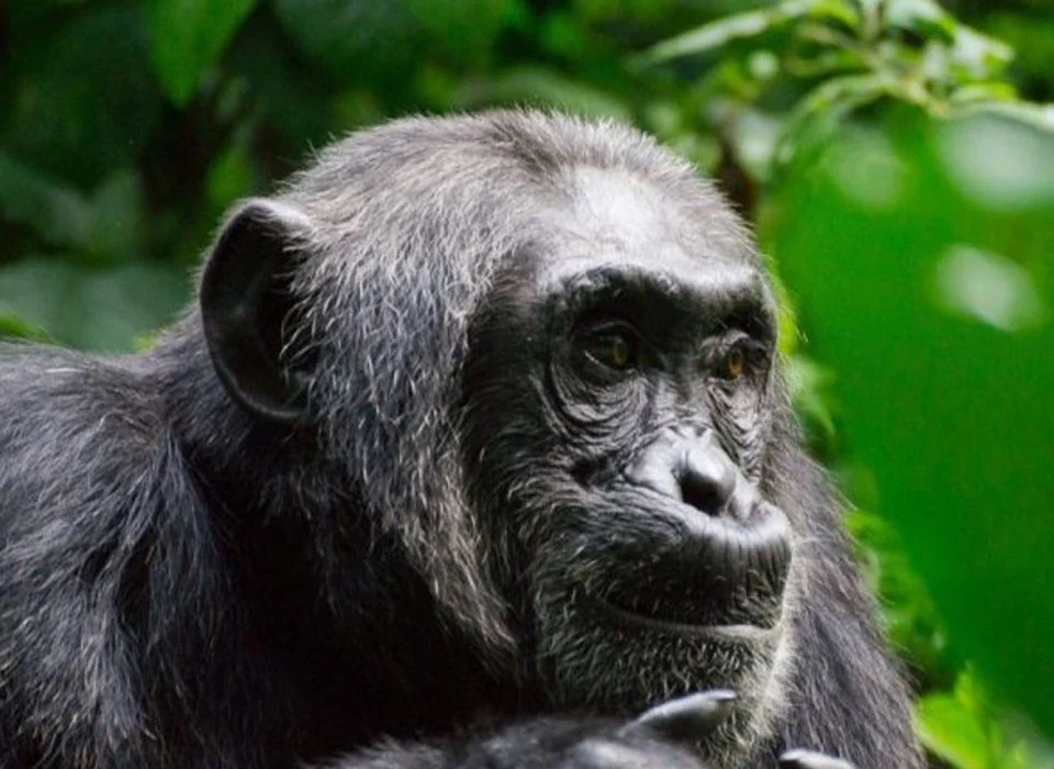 Chimpanzee Tracking Safaris in Kibale National Park