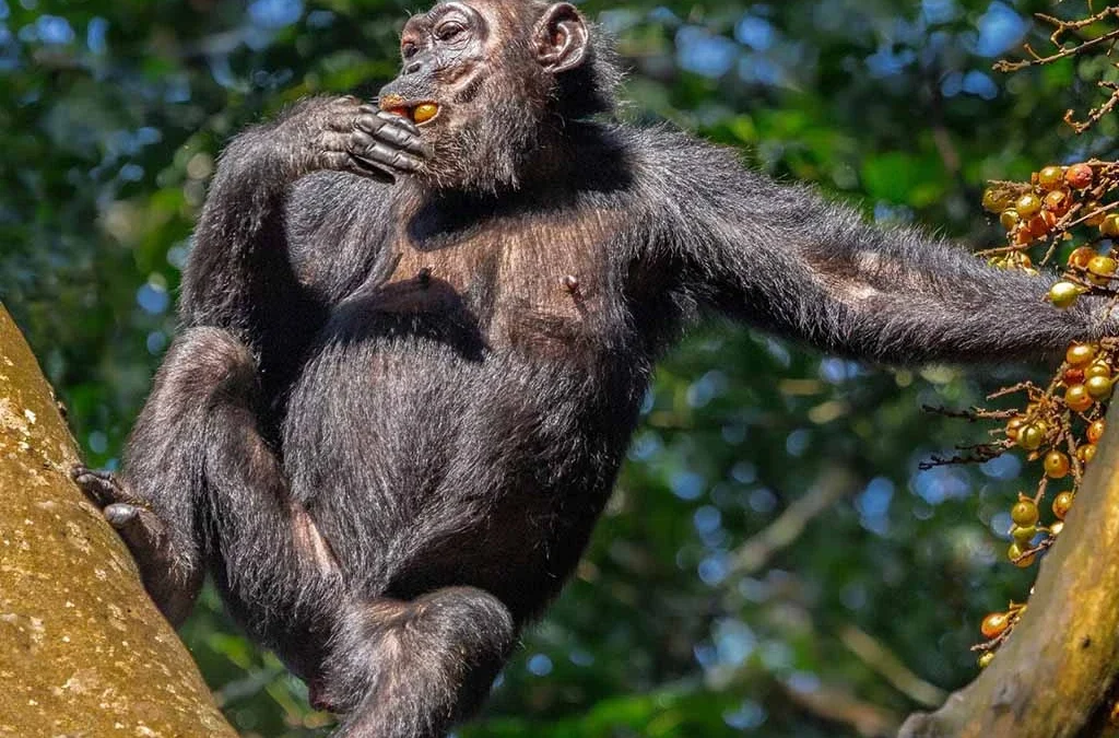 How to Book a Nyungwe Chimpanzee Permit Step by Step