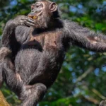 How to Book a Nyungwe Chimpanzee Permit Step by Step