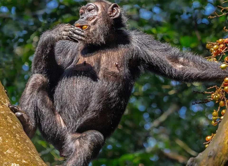 How to Book a Nyungwe Chimpanzee Permit Step by Step