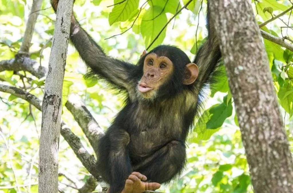 Facts About Chimpanzees: Fascinating Things You Should Know