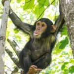 Facts About Chimpanzees: Fascinating Things You Should Know