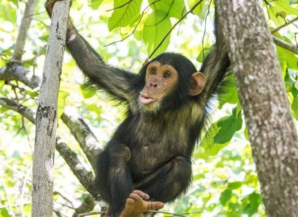Facts About Chimpanzees: Fascinating Things You Should Know