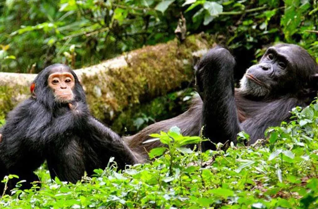 Discover how Rwanda ensures safe, secure chimpanzee trekking in Nyungwe National Park through guides, regulations, and conservation practices.
