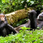 Discover how Rwanda ensures safe, secure chimpanzee trekking in Nyungwe National Park through guides, regulations, and conservation practices.