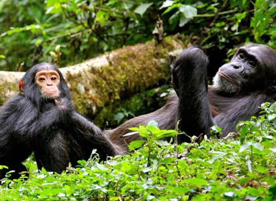 Discover how Rwanda ensures safe, secure chimpanzee trekking in Nyungwe National Park through guides, regulations, and conservation practices.