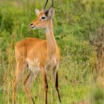 Things to Do in Uganda During the Christmas Holiday