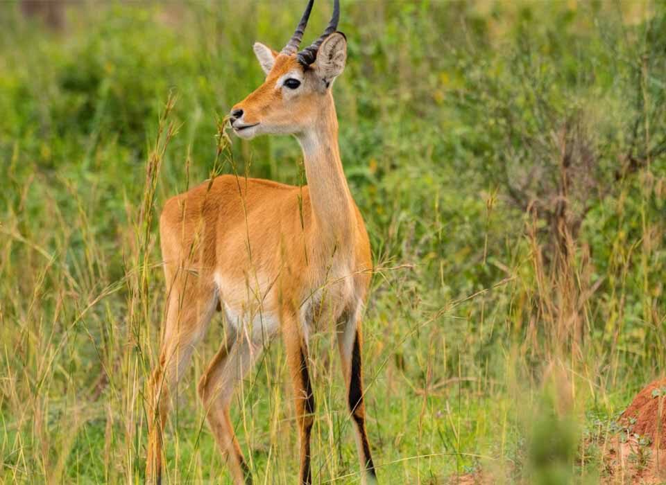 Things to Do in Uganda During the Christmas Holiday