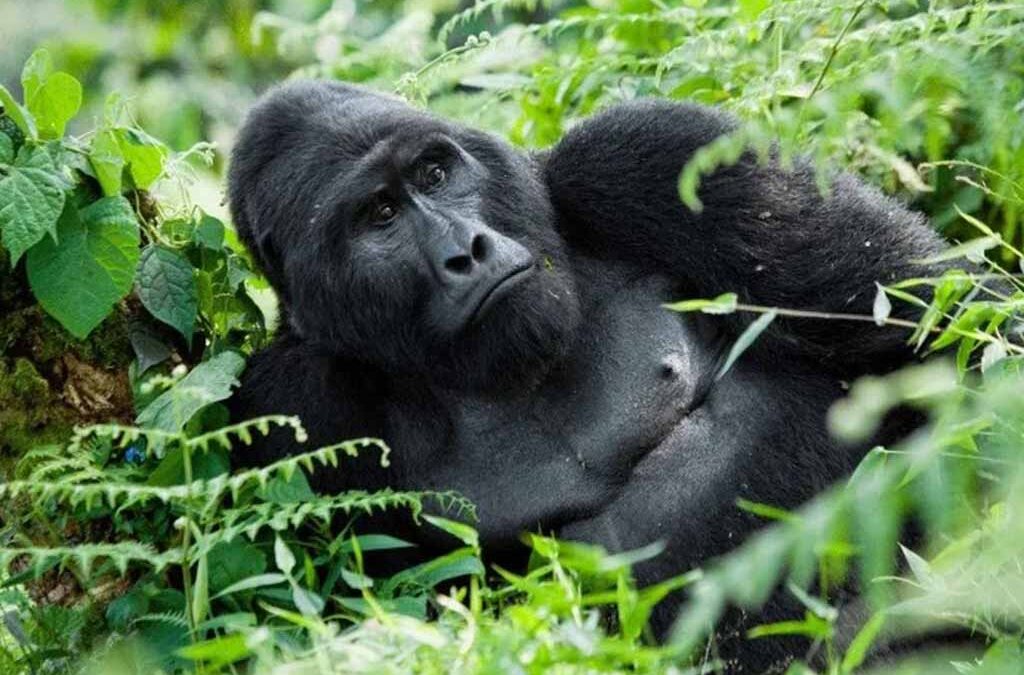 Is Gorilla Trekking a Good Choice for a Family Safari?