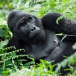 Is Gorilla Trekking a Good Choice for a Family Safari?