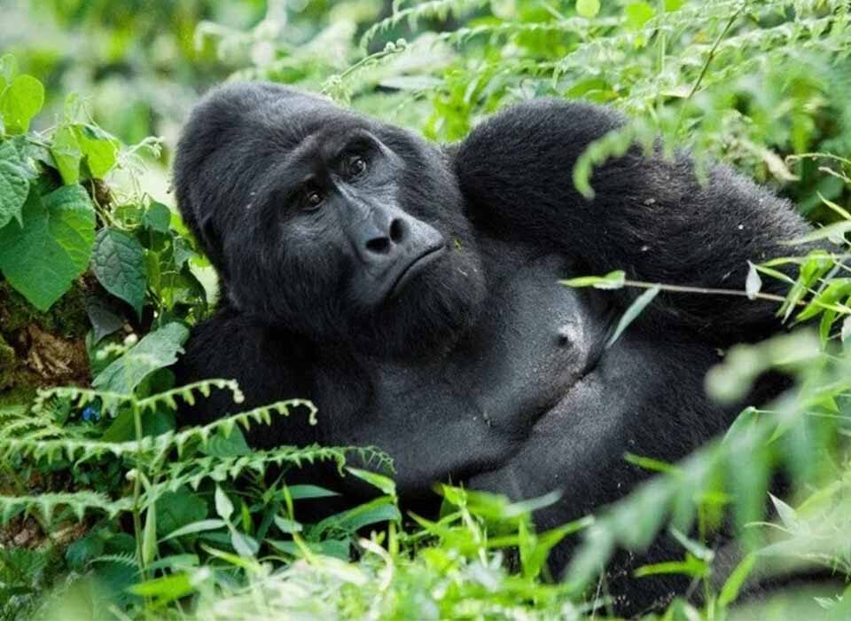 Is Gorilla Trekking a Good Choice for a Family Safari?