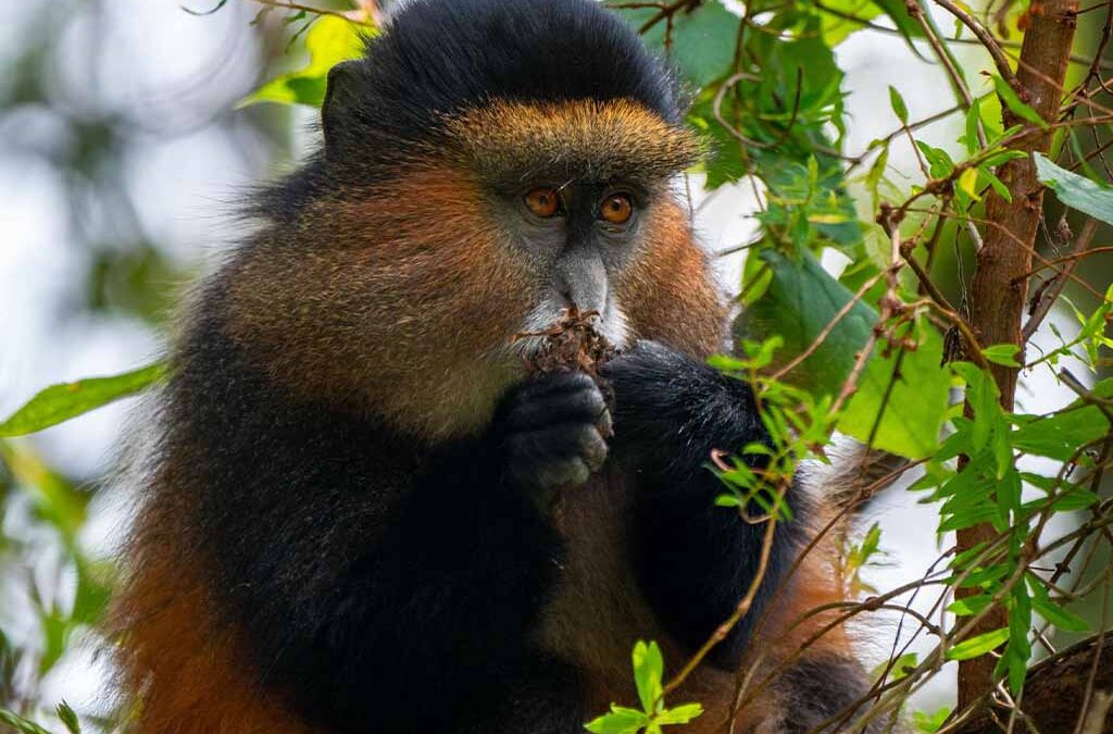Is Golden Monkey Trekking in Uganda Worth It?