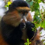Is Golden Monkey Trekking in Uganda Worth It?